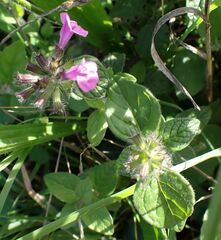 Clinopodium menthifolium