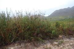 Aulax umbellata