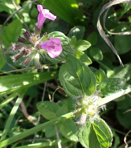 Clinopodium menthifolium, photograph 2