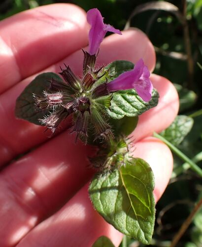 Clinopodium menthifolium, photograph 3