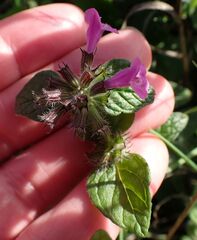 Clinopodium menthifolium, photograph (c) Jon Mortin, some rights reserved (CC BY)