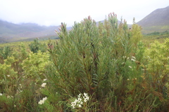 (c) Tony Rebelo, some rights reserved (CC BY-SA) Protea lepidocarpodendron, photograph (c) Tony Rebelo, some rights reserved (CC BY-SA)