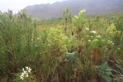 Leucadendron salicifolium