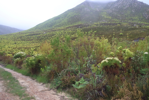 Leucadendron salicifolium, photograph 1