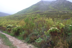 Leucadendron salicifolium, photograph (c) Tony Rebelo, some rights reserved (CC BY-SA)