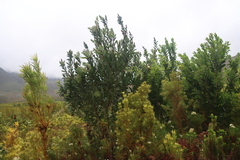 (c) Tony Rebelo, some rights reserved (CC BY-SA) Protea mundii, photograph (c) Tony Rebelo, some rights reserved (CC BY-SA)