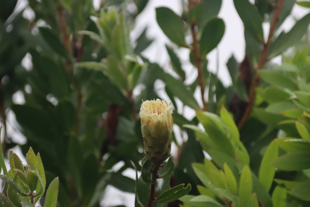 Protea mundii; photograph (c) Tony Rebelo, some rights reserved (CC BY-SA)
