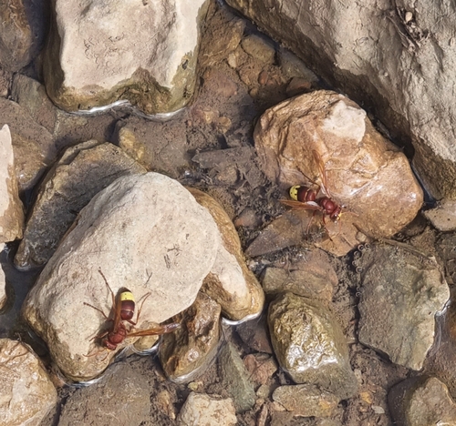 Oriental Hornet