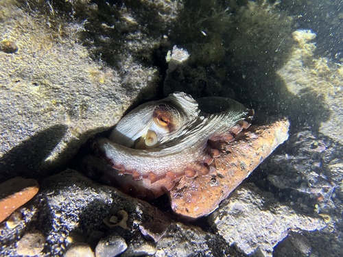 Common Octopus