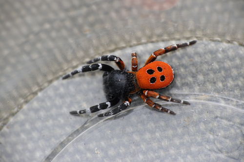 Ladybird Spider