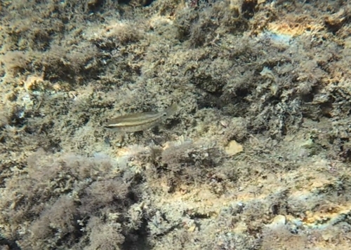 East Atlantic Peacock Wrasse