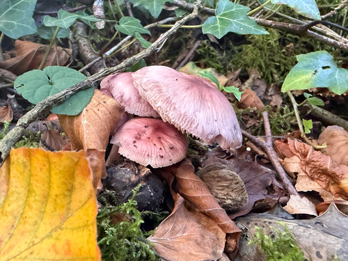 Rosy Bonnet