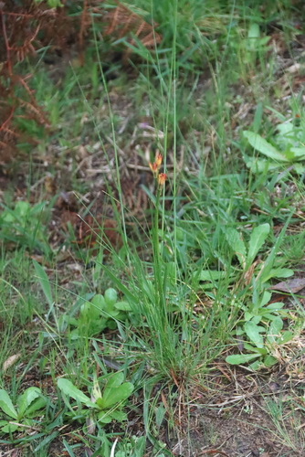 Baeometra uniflora, photograph 6