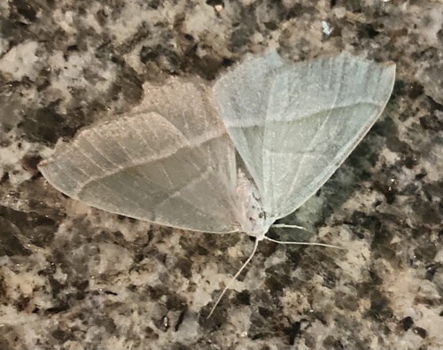 Light Emerald