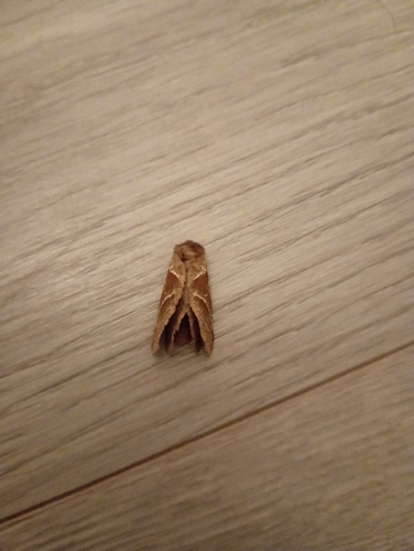 Orange Swift