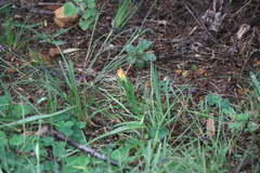 (c) Tony Rebelo, some rights reserved (CC BY-SA) Baeometra uniflora, photograph (c) Tony Rebelo, some rights reserved (CC BY-SA)
