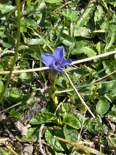 Fringe-flowered Gentian