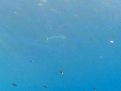 Coryphaena hippurus observed 2026-09-21