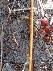 Camponotus socius