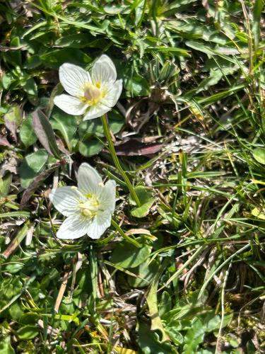 marsh grass-of-Parnassus