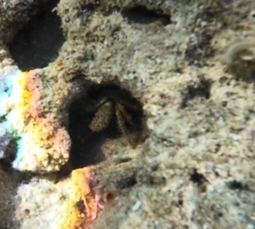 Warty Crab
