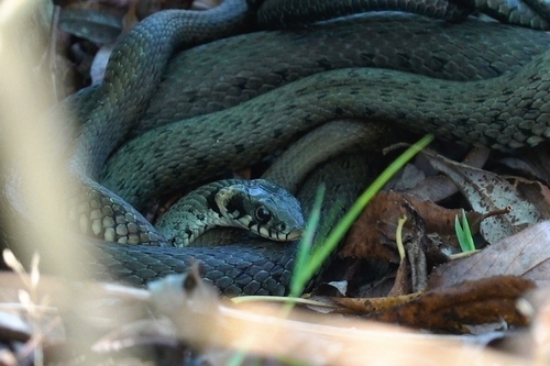 grass snake