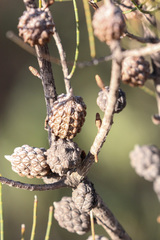 Allocasuarina pusilla