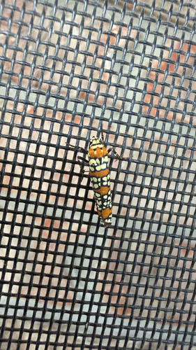 Ailanthus Webworm Moth