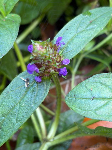 common selfheal