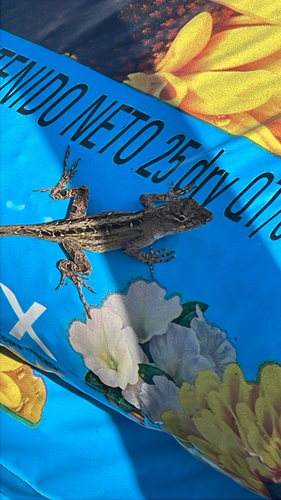 Brown Anole