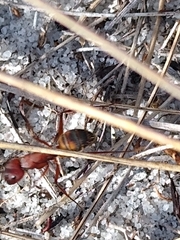 Camponotus socius