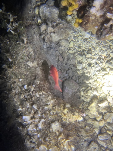 Mediterranean Cardinalfish