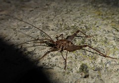 Pleioplectron simplex