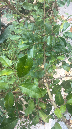 Limestone prickly ash