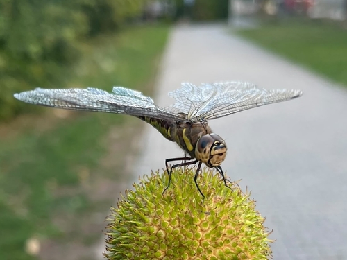 Migrant Hawker