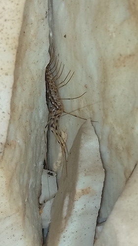 House Centipede