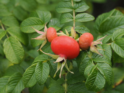 rugosa rose