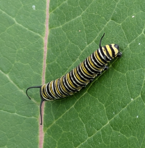Monarch