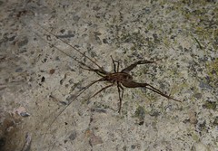 Pleioplectron simplex