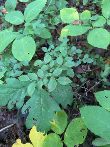 Early Lowbush Blueberry