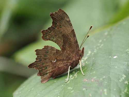 European Comma