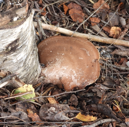 birch polypore