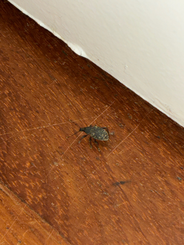 Black Vine Weevil