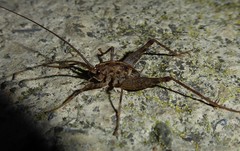 Pleioplectron simplex