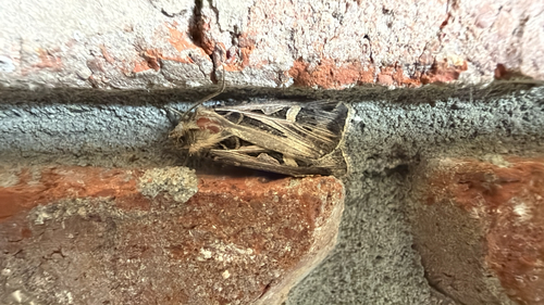 Dingy Cutworm Moth