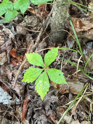 Virginia creeper