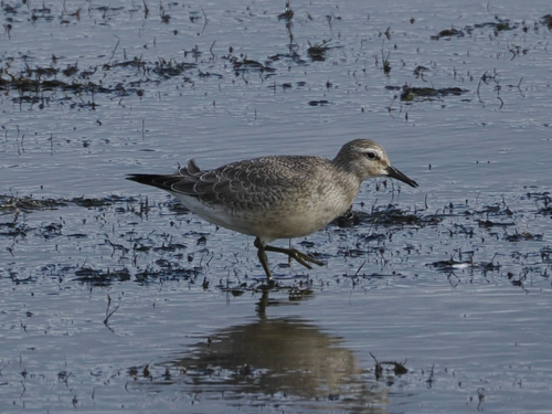 Red Knot