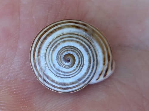 Splendid Helix