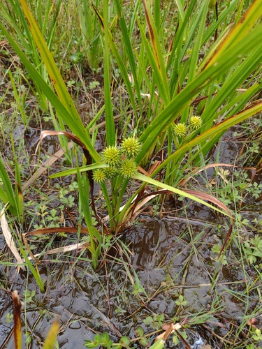 Sparganium erectum, photograph 3