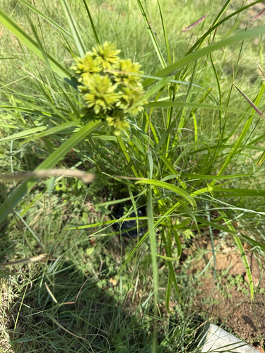 Cyperus eragrostis, photograph 6